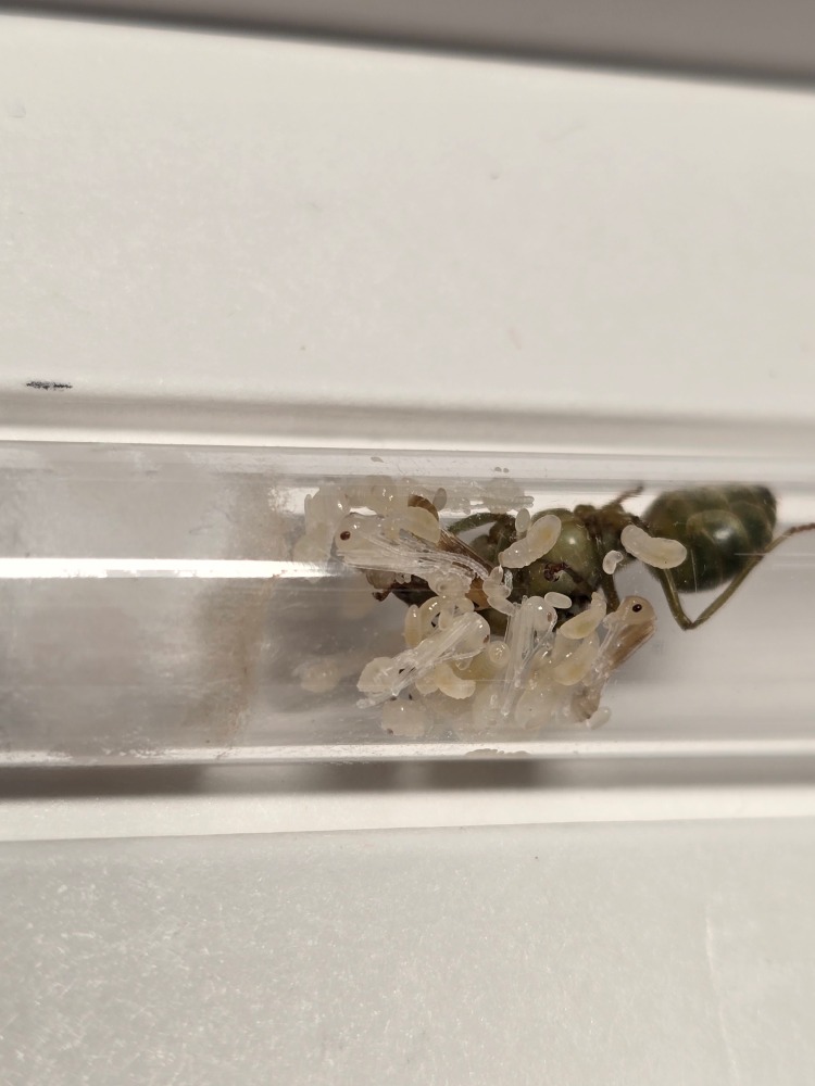 Oecophylla smaragdina